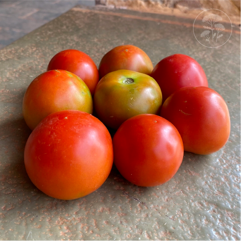 Prolific Tomato