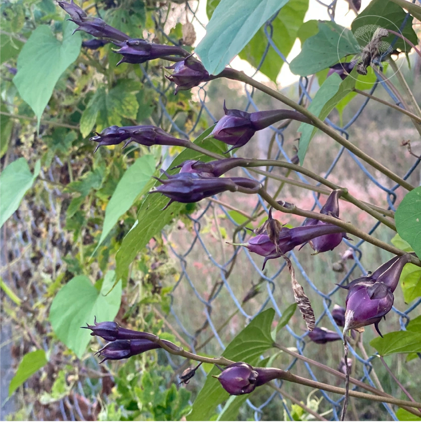Purple Clove Pole Bean