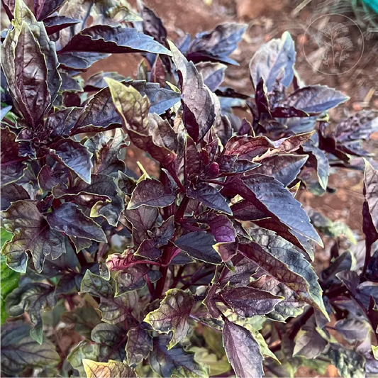 Red Rubin Basil