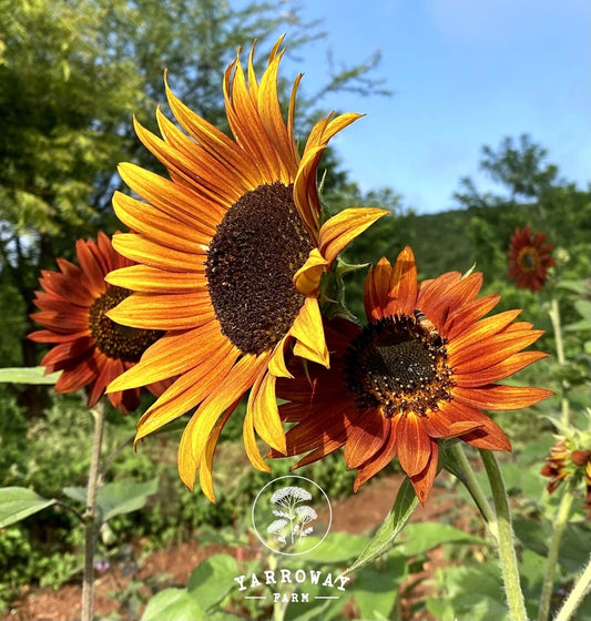 Red Sun Mix Sunflower