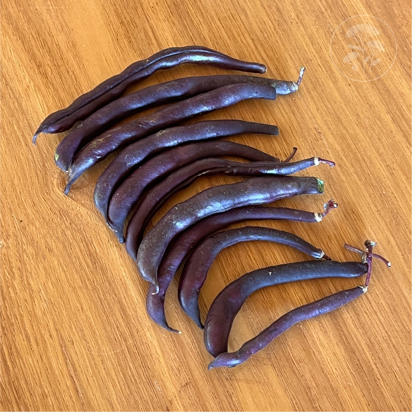 Royal Burgundy Bush Bean