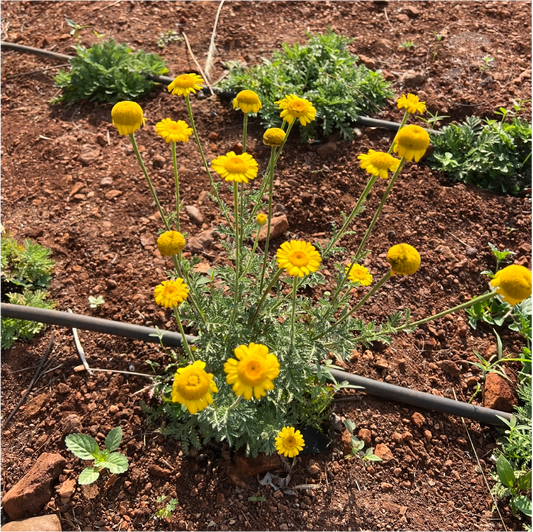 St Johns Chamomile