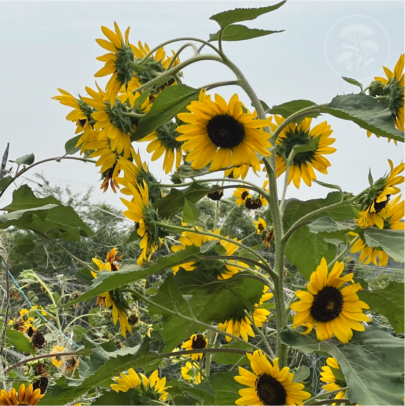 Sun Samba Sunflower