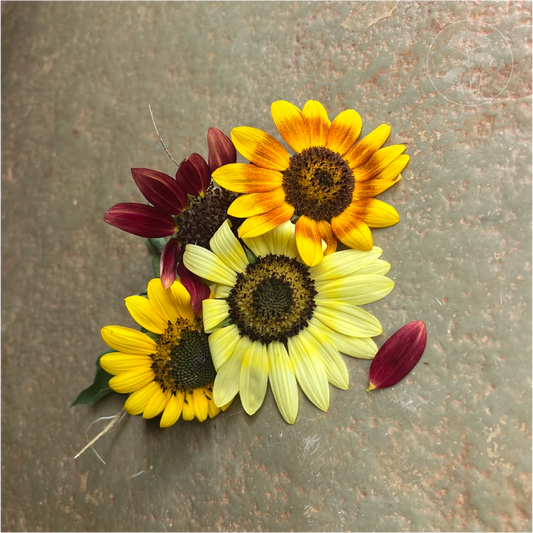 Sun Samba Sunflower