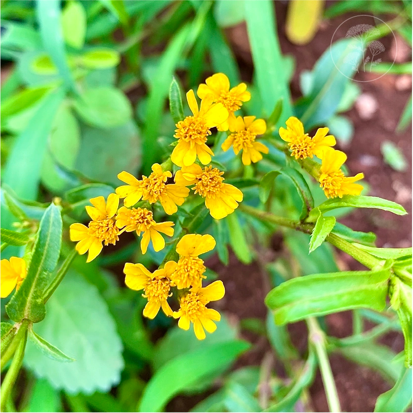 Sweet Mace Marigold / Mexican Tarragon