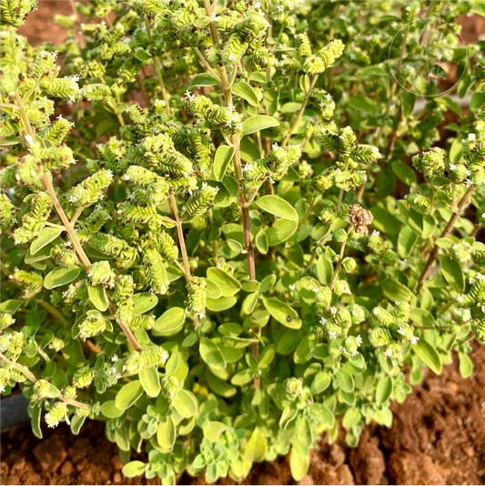 Sweet Marjoram
