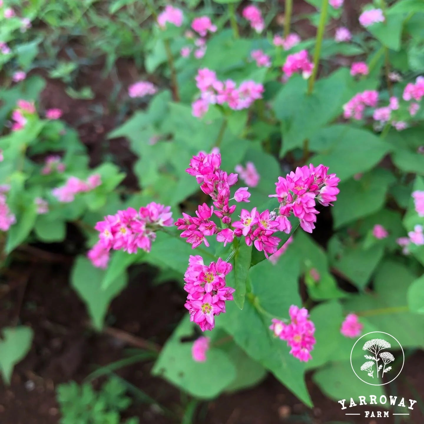 Takane Ruby Buckwheat