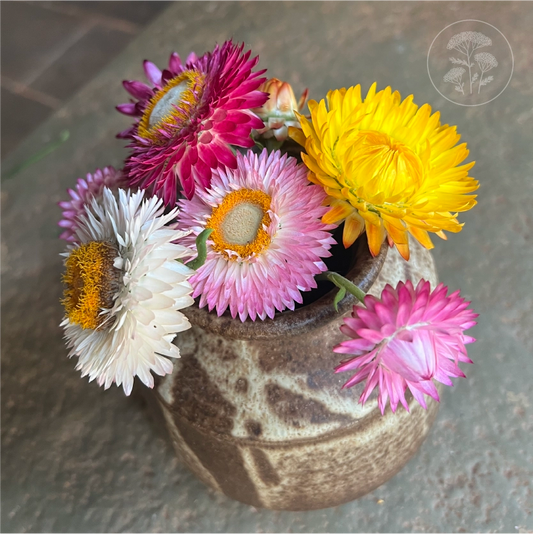 Tall Mix Strawflower