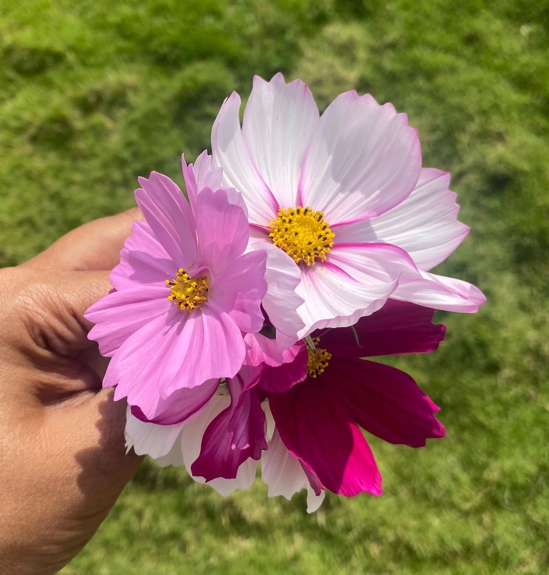 Sensation Mix Cosmos