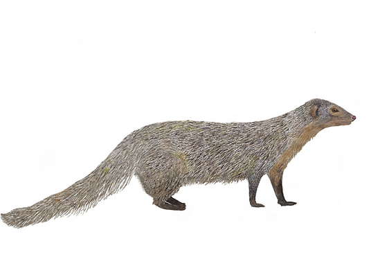 Why We Chose The Mongoose
