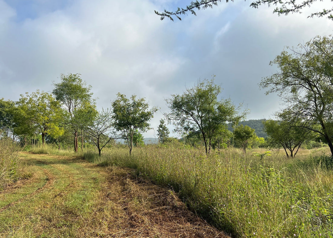 What We’ve Learned From Unpredictable Monsoons