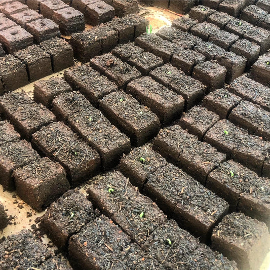 Seed Nursery Basics