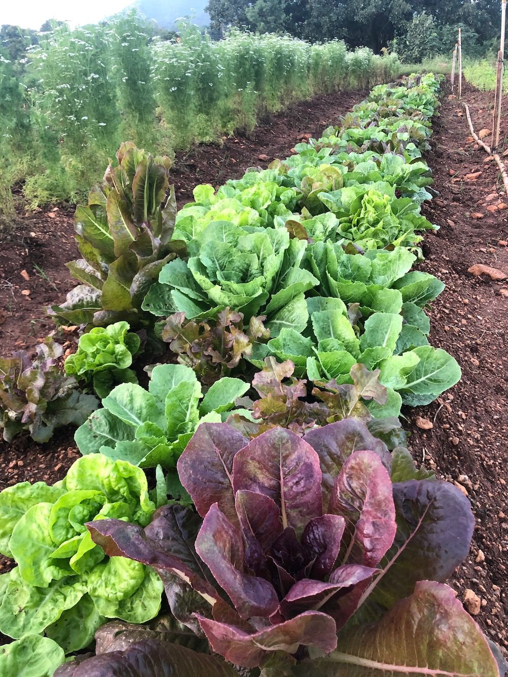 Lettuce Growing Guide