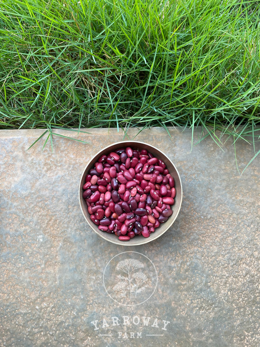 Adzuki Bush Bean