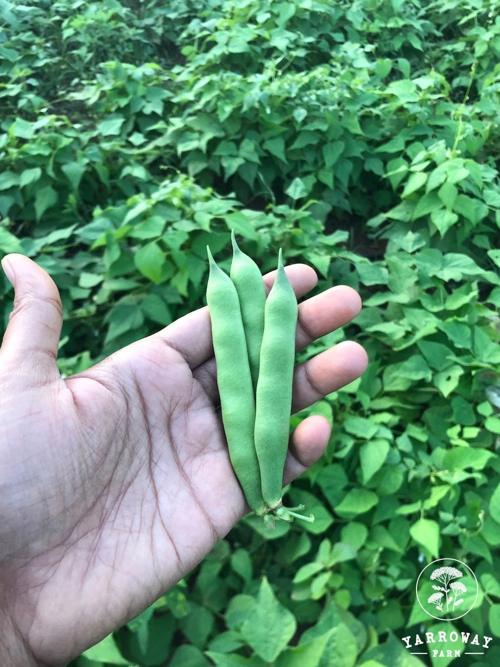 African Sugar - Bush Bean