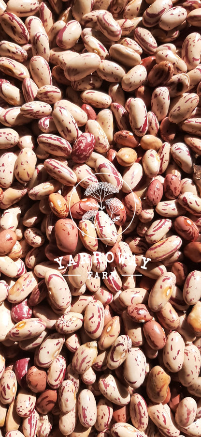 African Sugar - Bush Bean