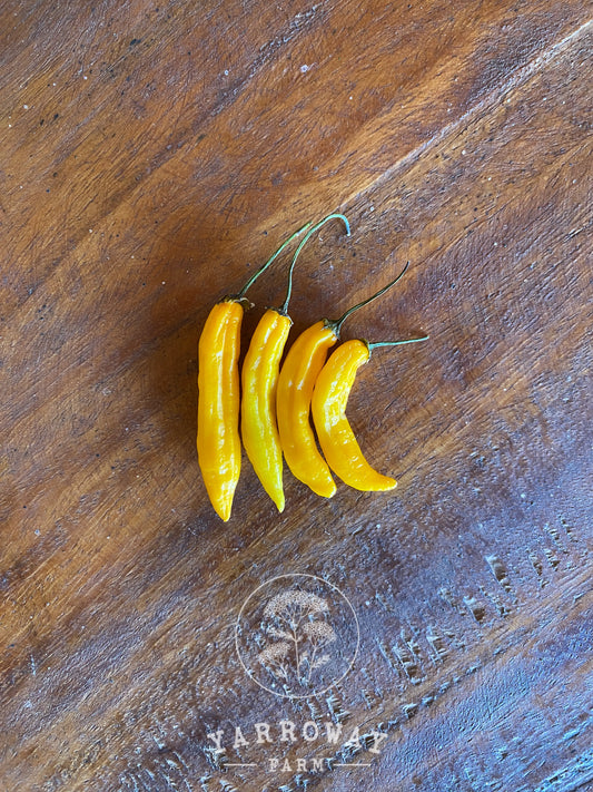 Aji Pineapple Pepper Medium Hot