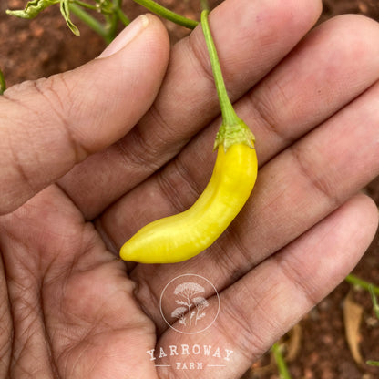 Aji Pineapple Pepper Medium Hot