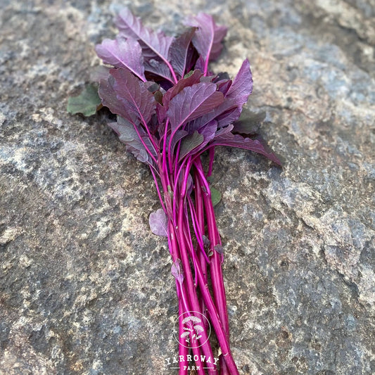 Pink Beauty Amaranthus