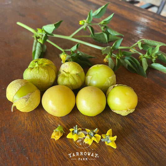 Amarylla Tomatillo
