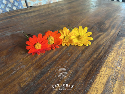 Arcadian Blend Torch Mexican Sunflower