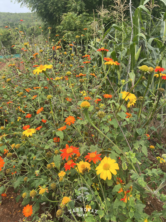 Arcadian Blend Torch Mexican Sunflower