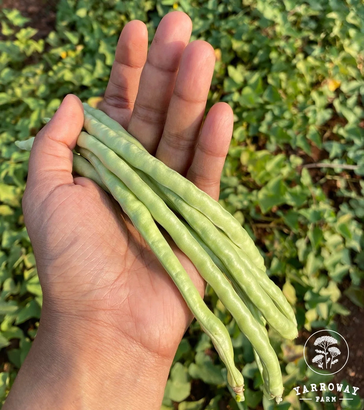 Asparagus (Yard Long) - Pole Bean