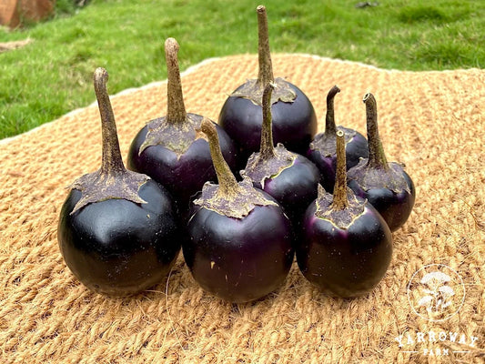Black Beauty - Eggplant
