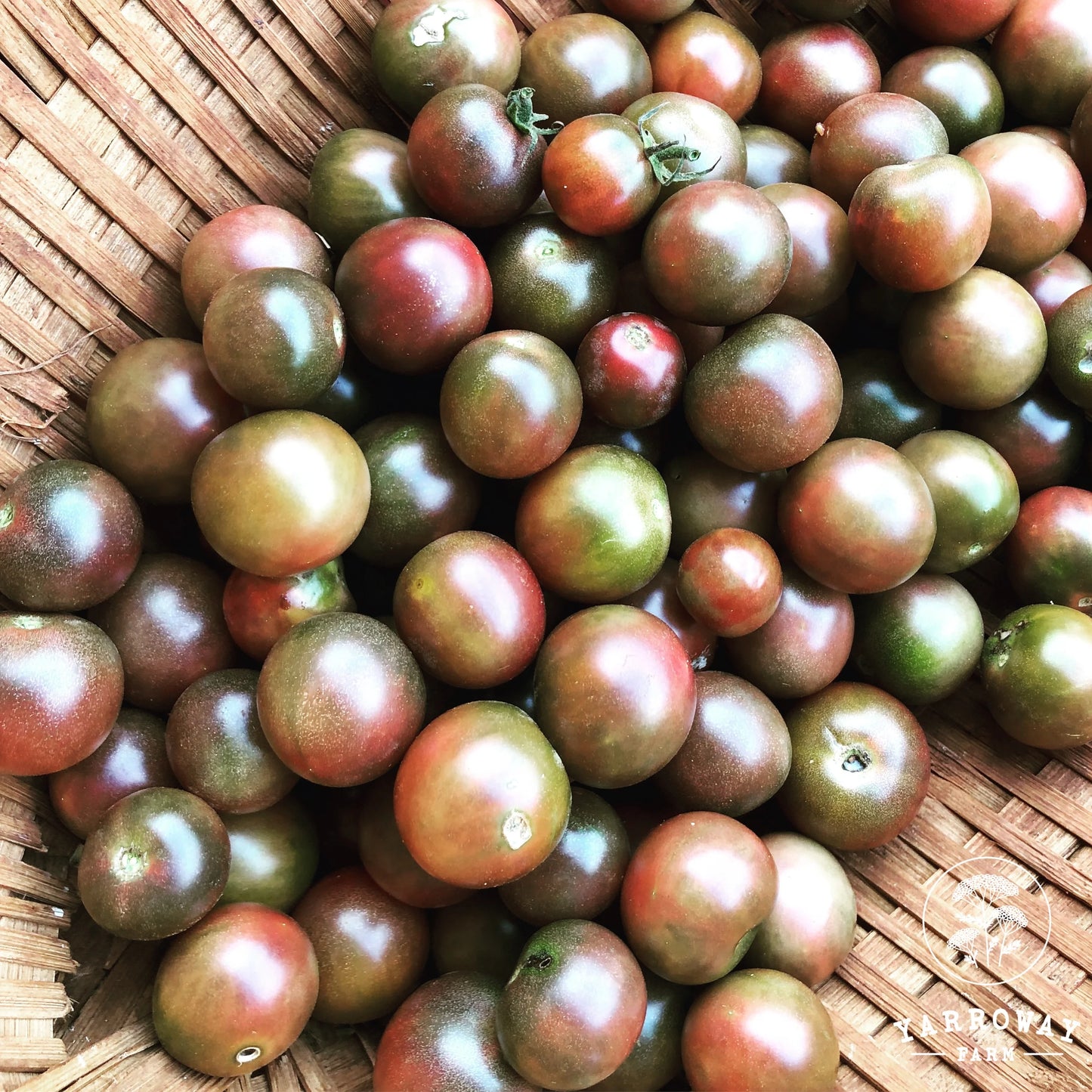 Black - Cherry Tomato