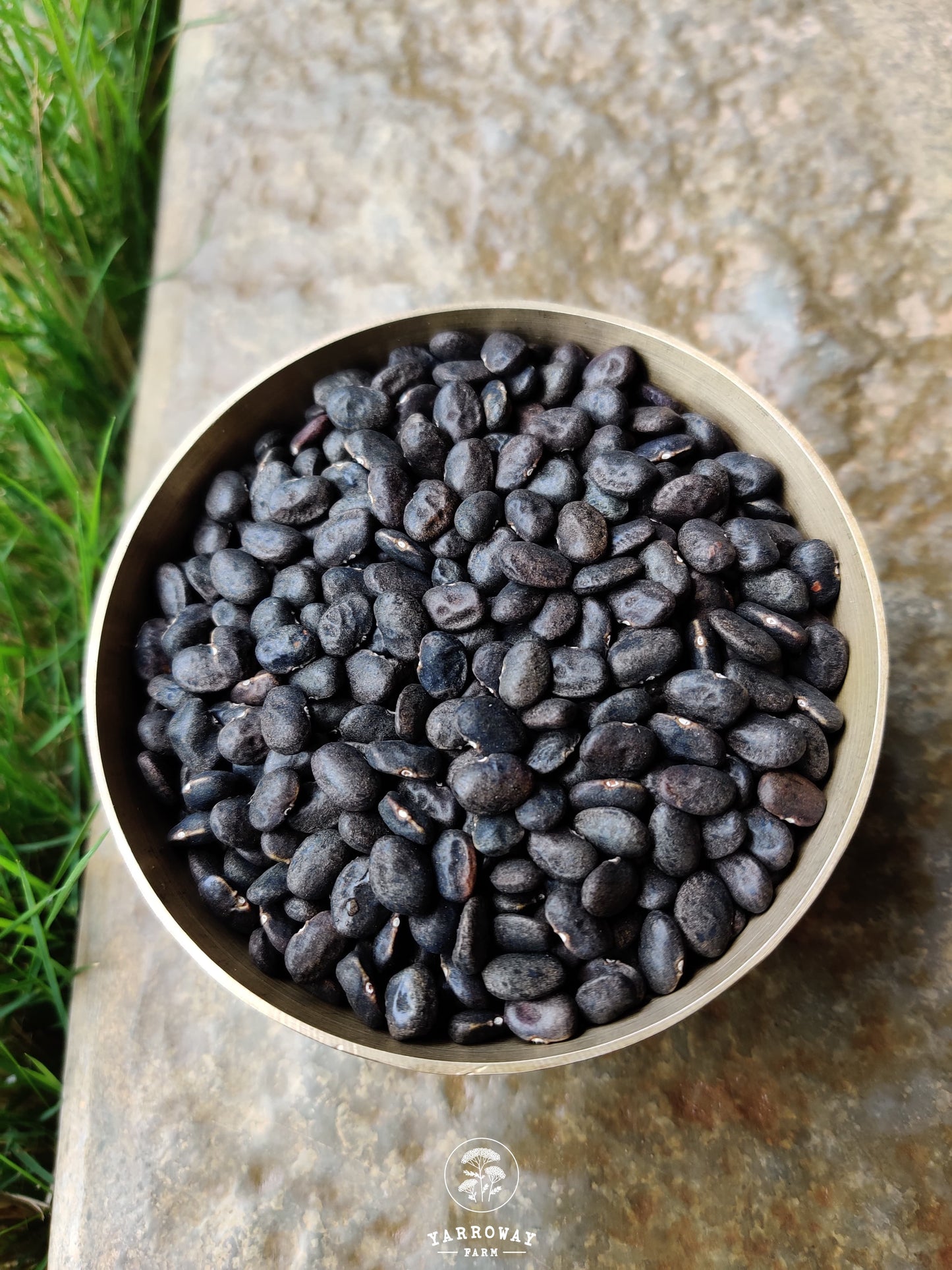 Black Tepary Semi Runner Bean