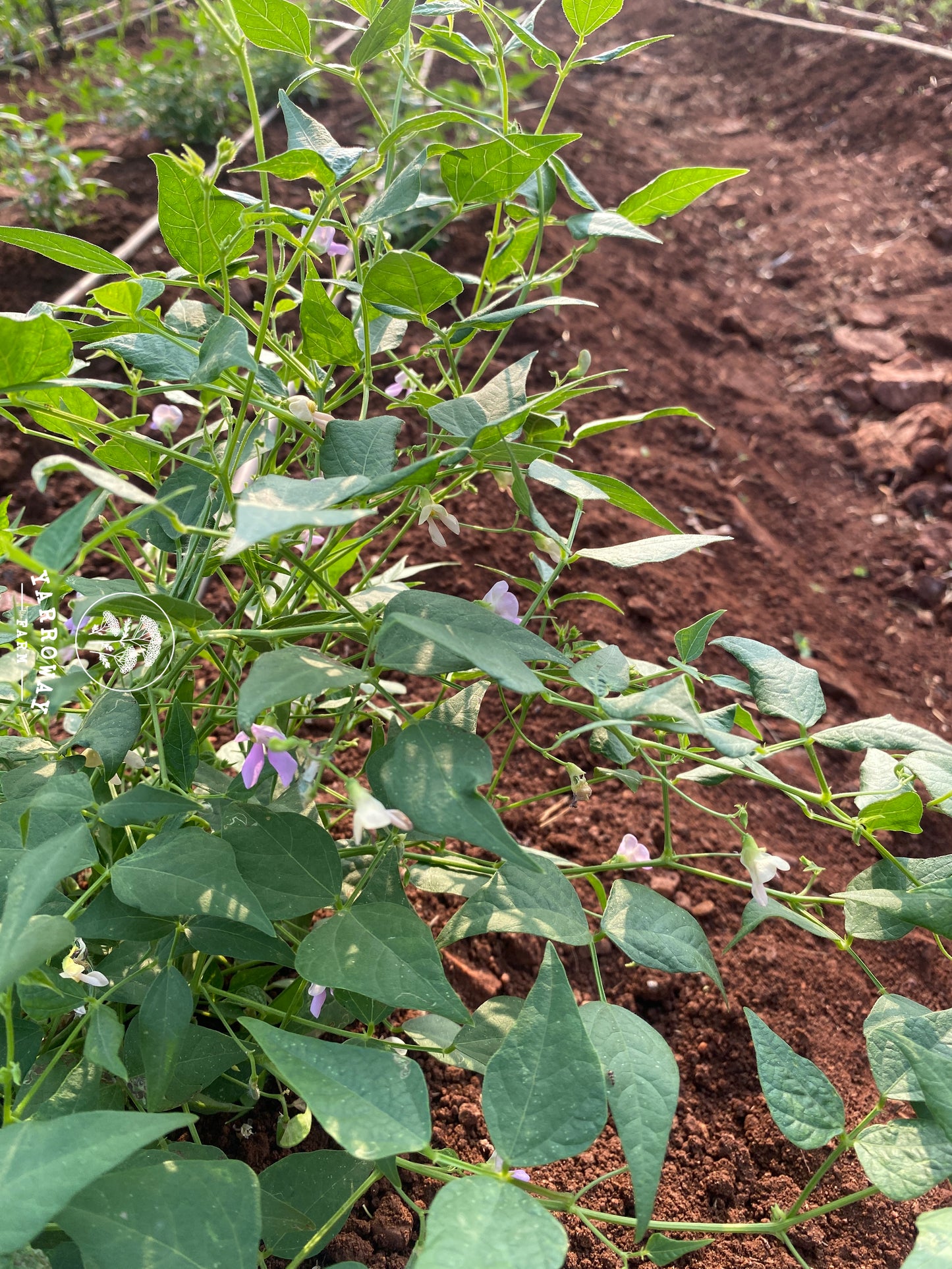 Black Tepary Semi Runner Bean