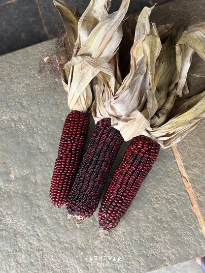 Bloody Butcher Dent Corn