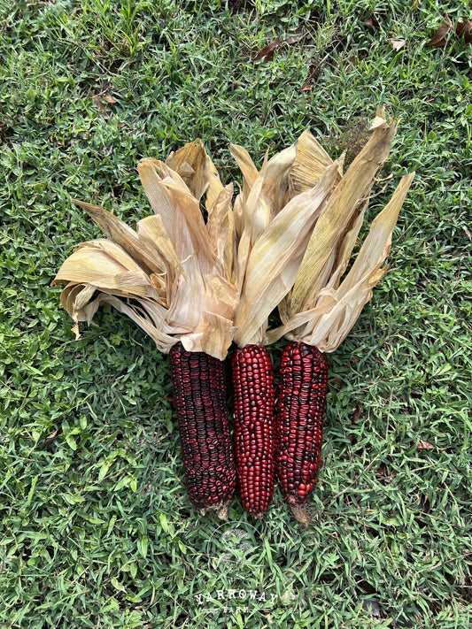 Bloody Butcher Dent Corn