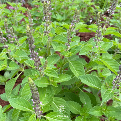 Blue Spice Basil