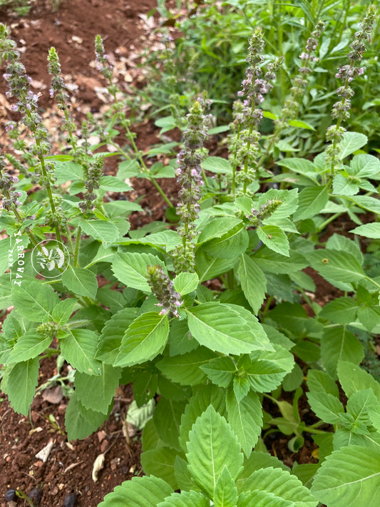 Blue Spice Basil