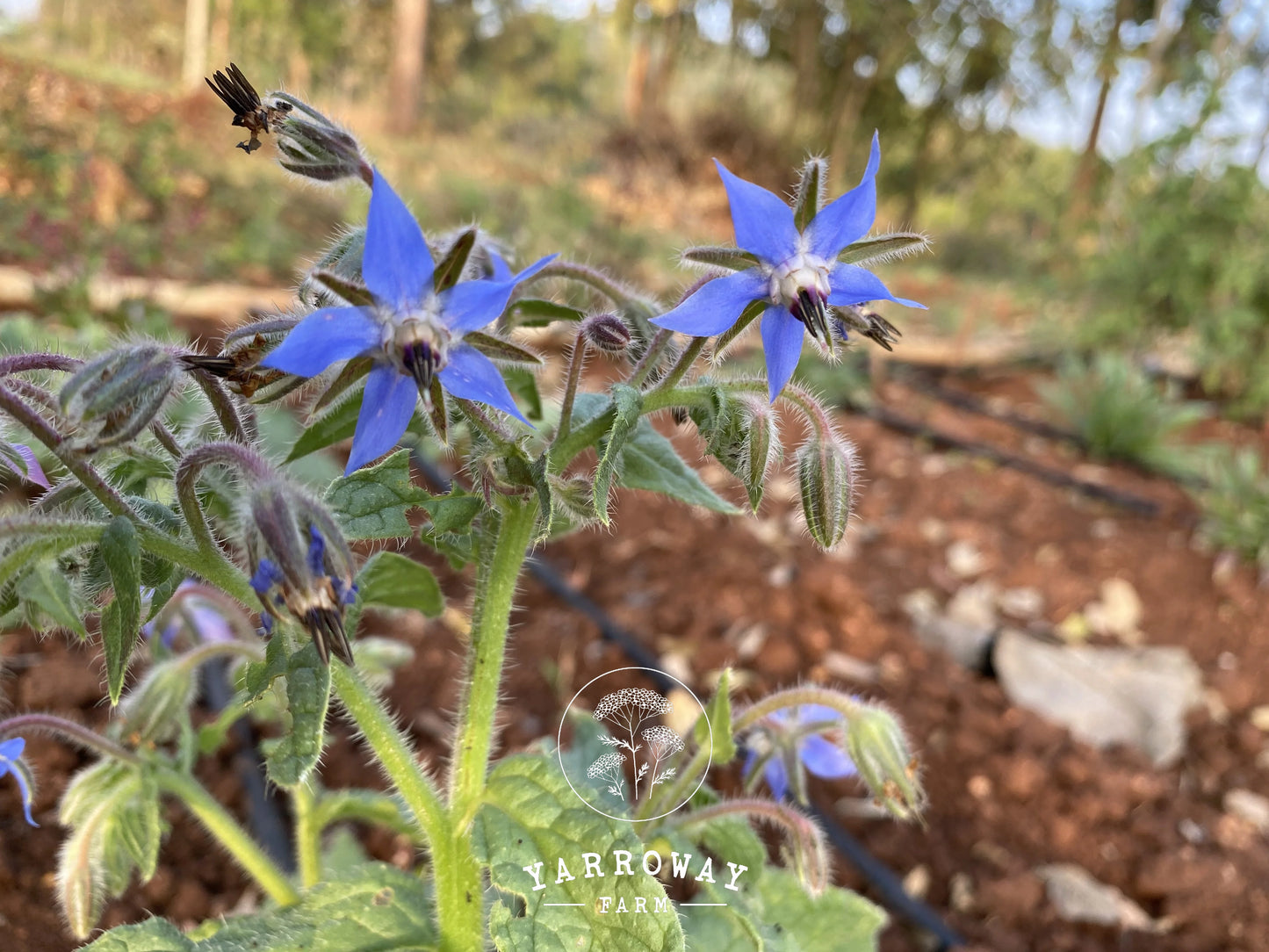 Blue Borage