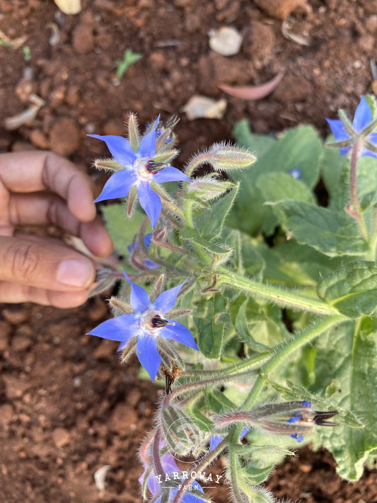 Blue Borage