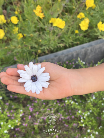 Blue Disc African Daisy