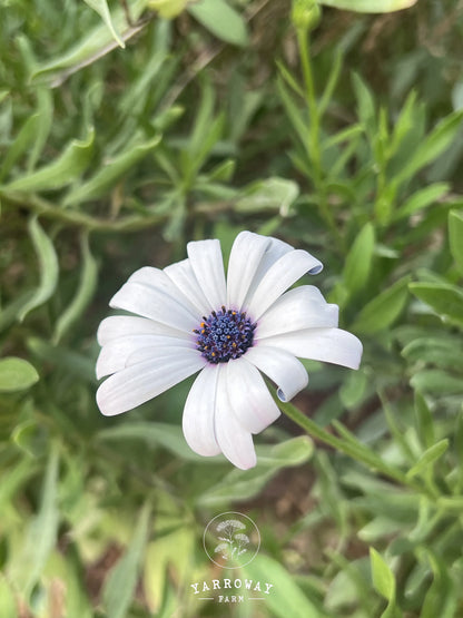 Blue Disc African Daisy
