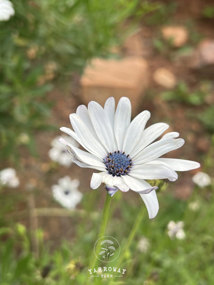 Blue Disc African Daisy