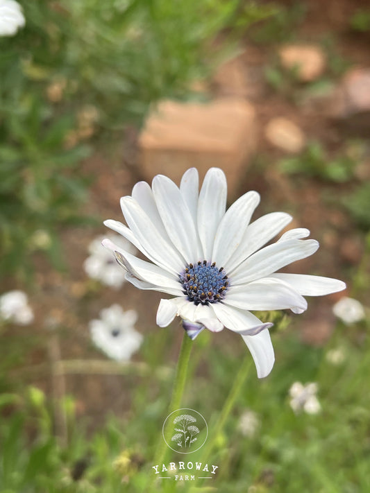 Blue Disc African Daisy