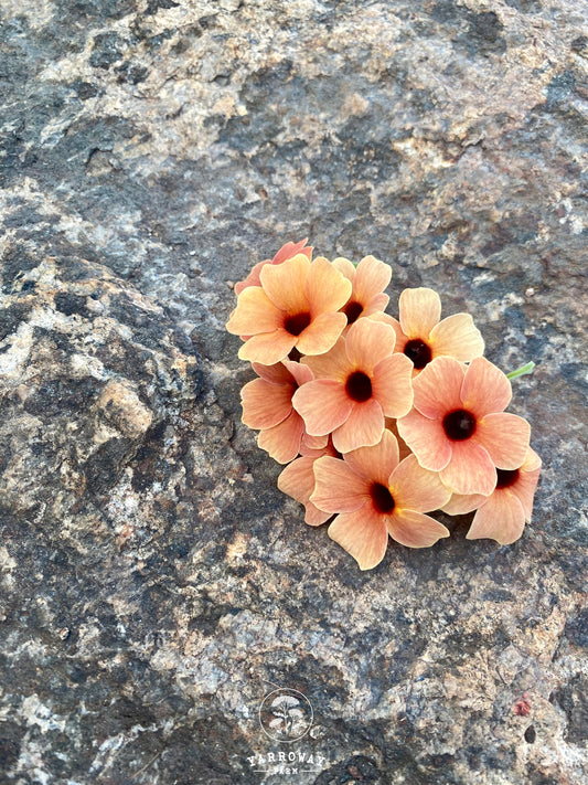 Blushing Susie Black Eyed Susan