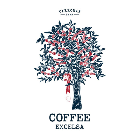 Coffee Excelsa