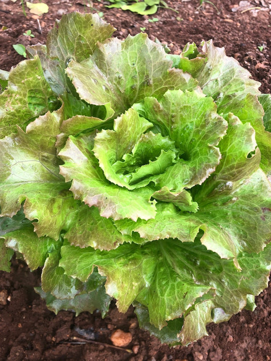 Canasta - Batavian Lettuce