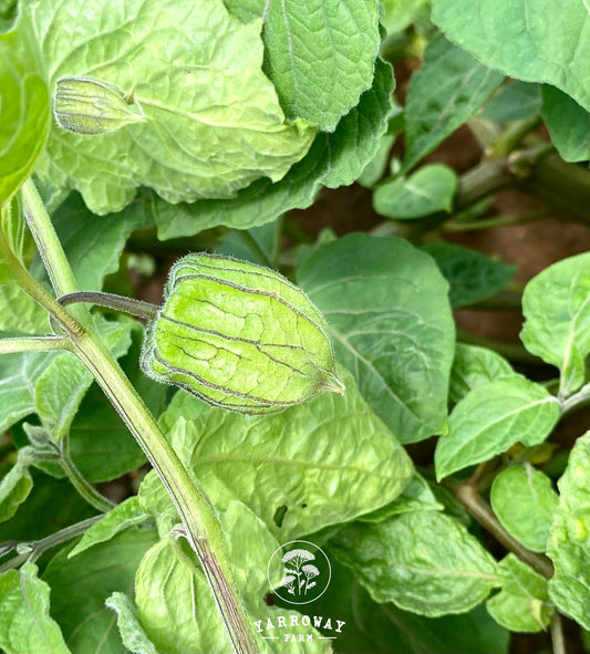 Cape Gooseberry