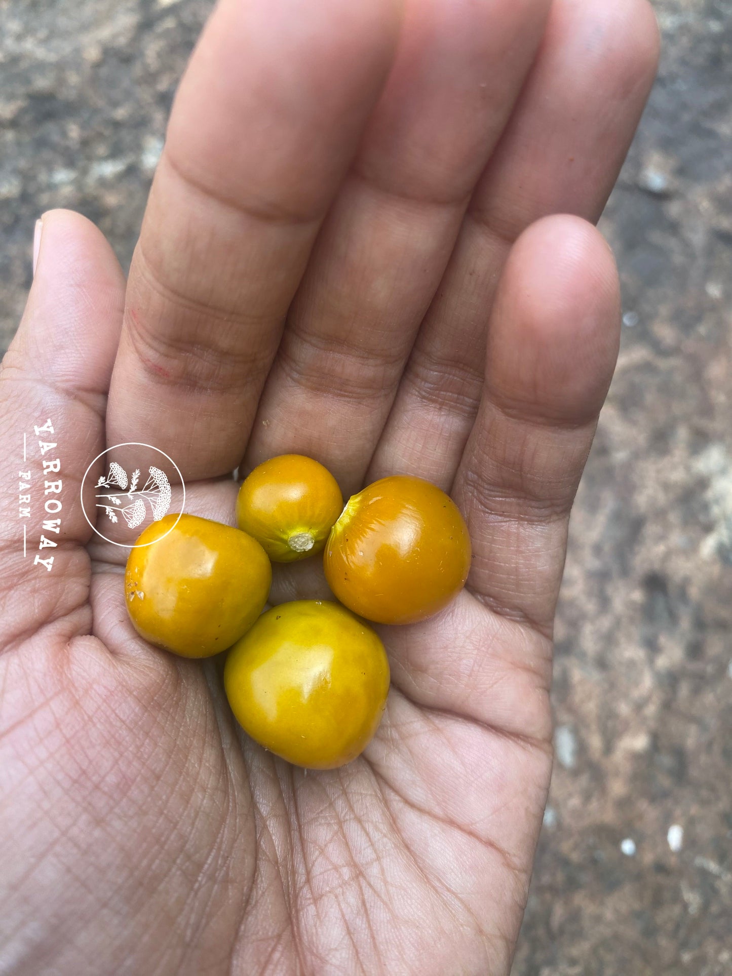 Cape Gooseberry