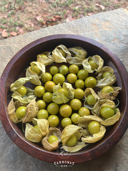 Cape Gooseberry
