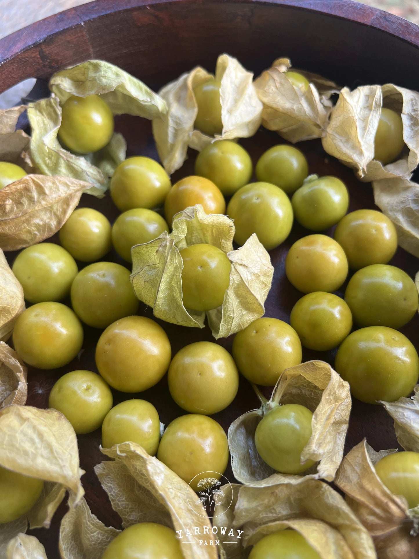 Cape Gooseberry