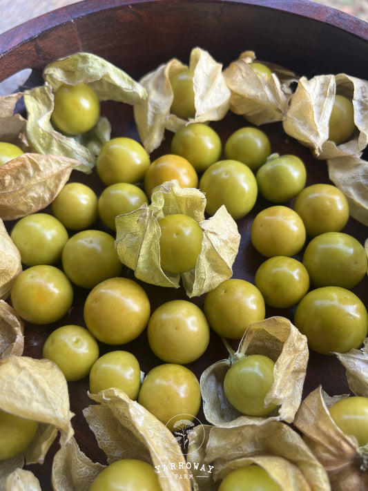 Cape Gooseberry