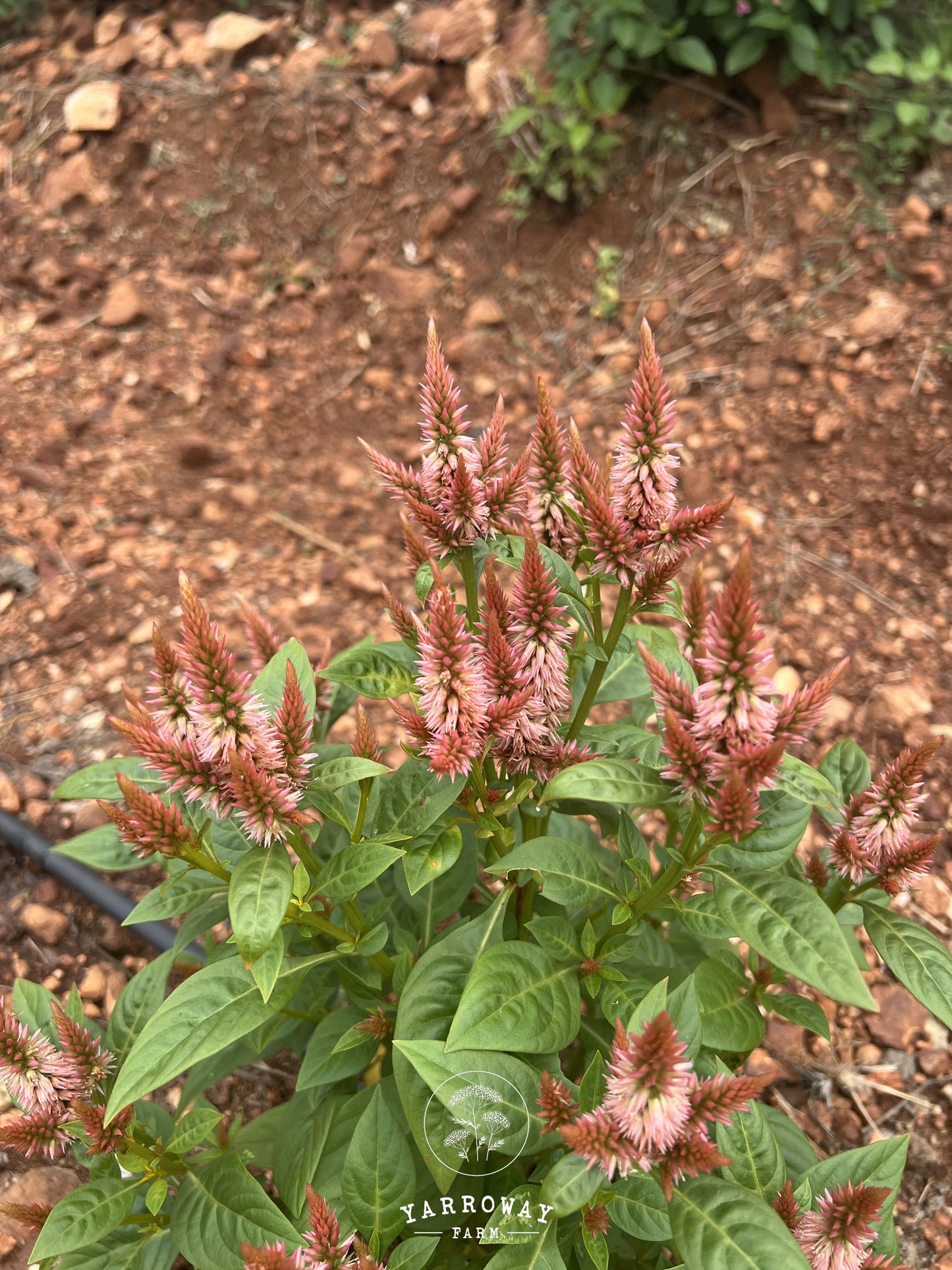 Celway Terracotta Celosia